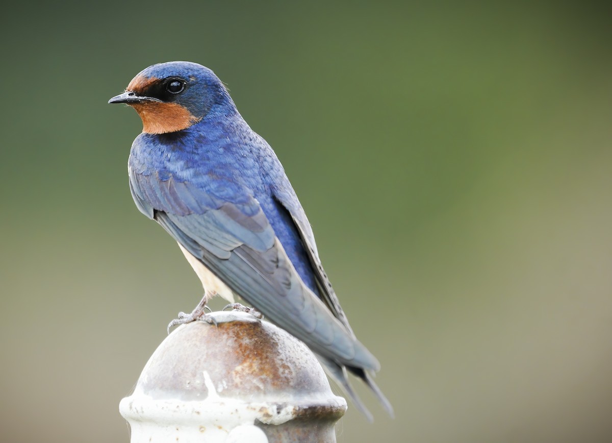 Barn Swallow - Anonymous