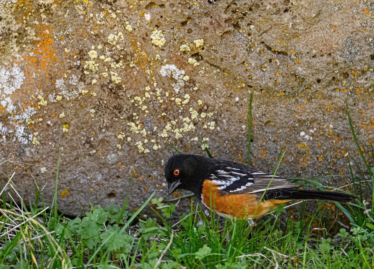 Spotted Towhee - Ken Miracle