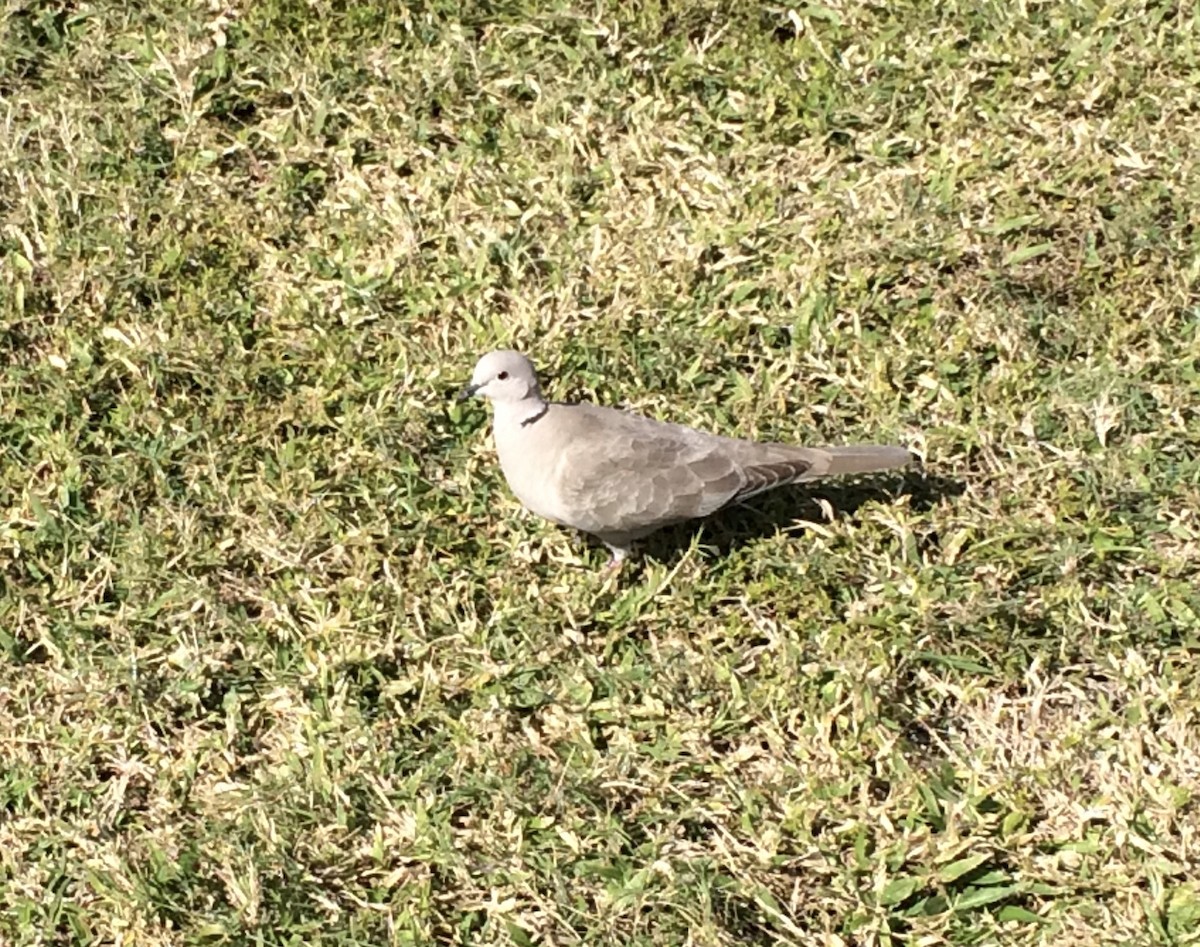 Eurasian Collared-Dove - ML322026401