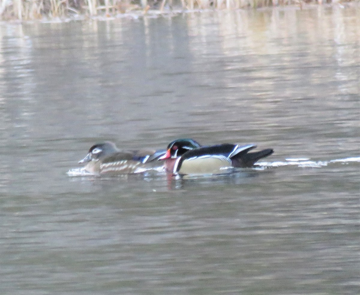 Wood Duck - ML322027071