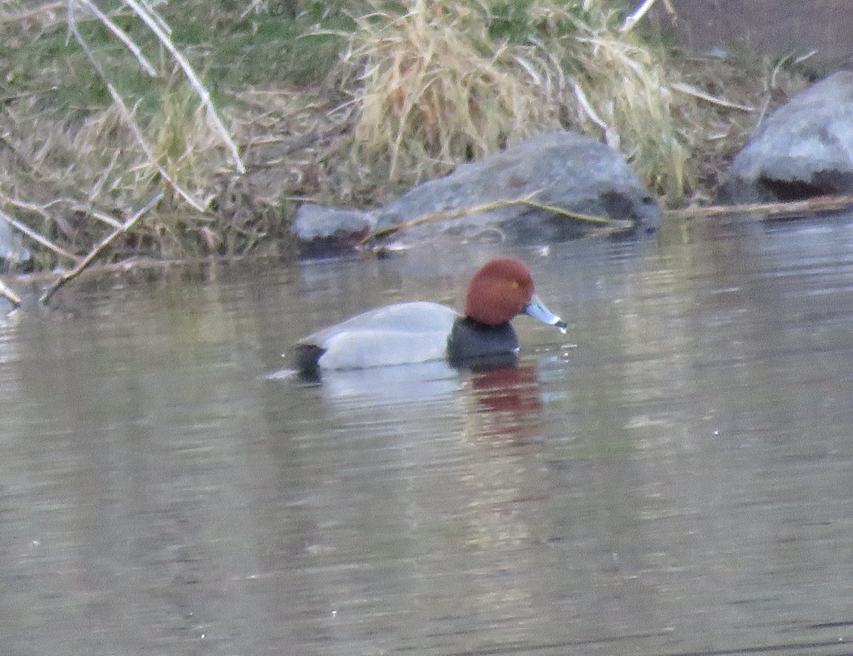 Redhead - ML322027261