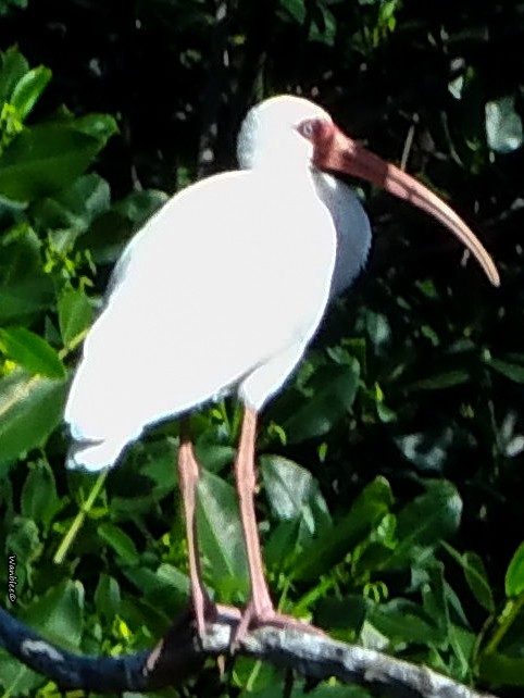 ibis bílý - ML322027571