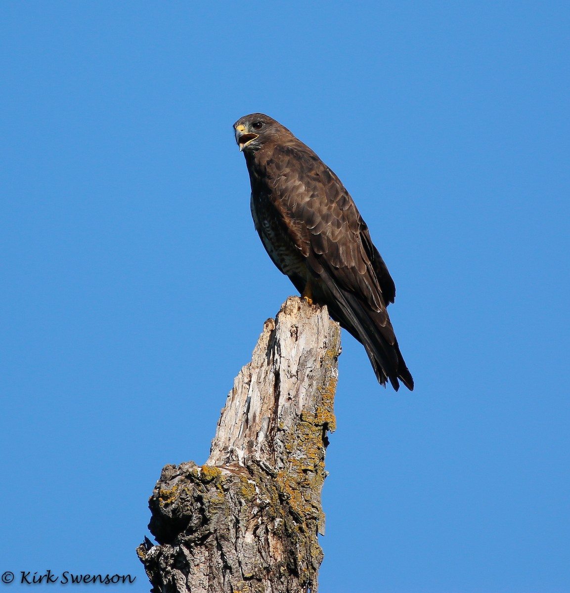 Swainson's Hawk - ML32203011