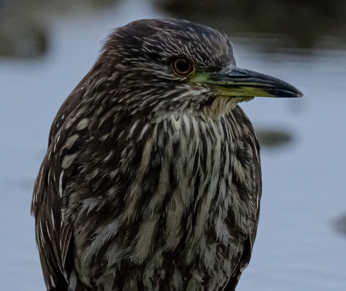 Black-crowned Night Heron - Kevin Obreque