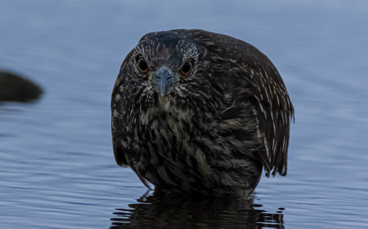 Black-crowned Night Heron - ML322030271