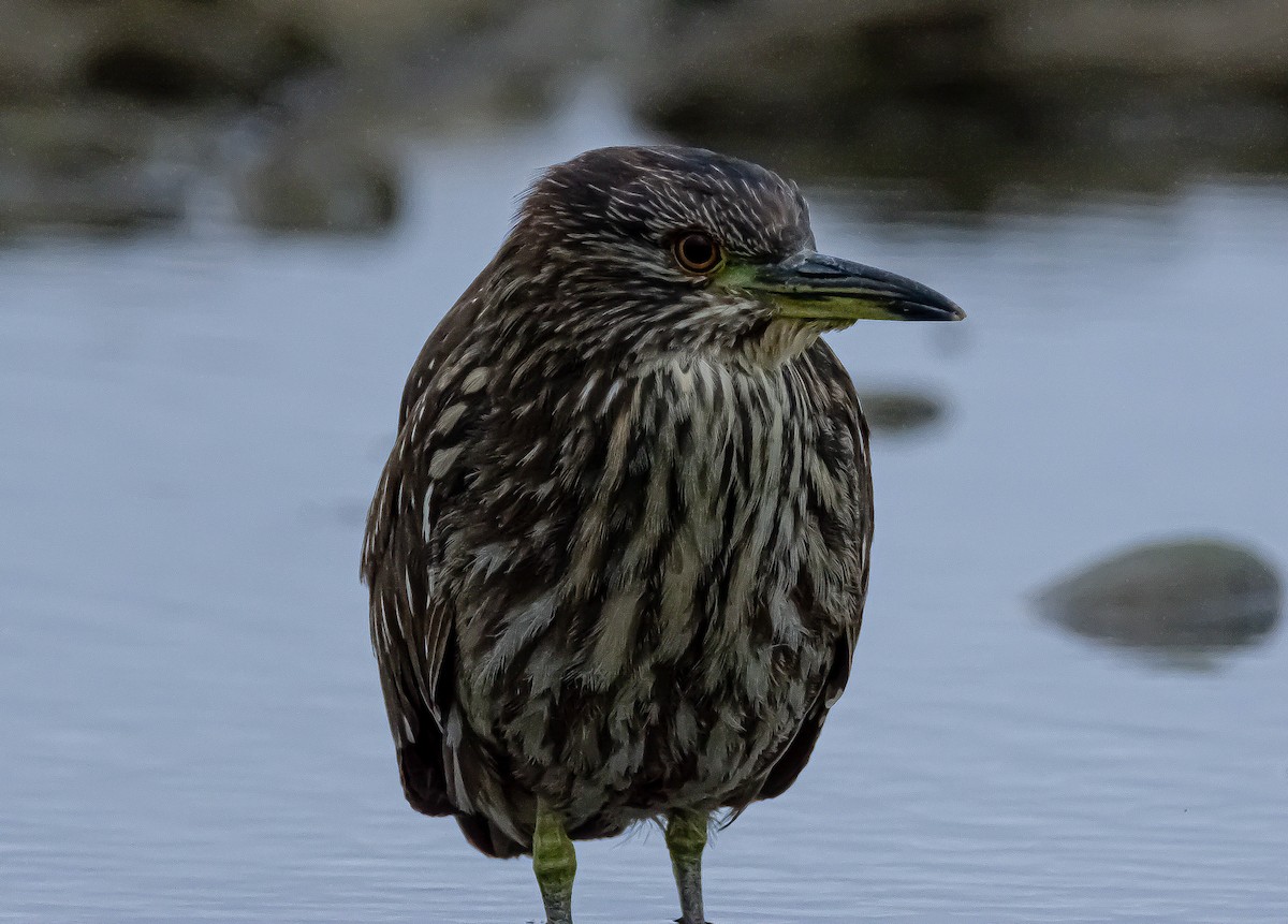 Black-crowned Night Heron - ML322030281