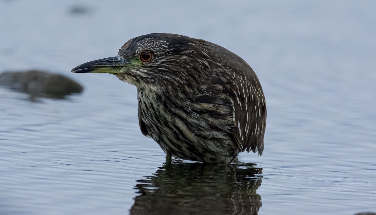 Black-crowned Night Heron - ML322030291