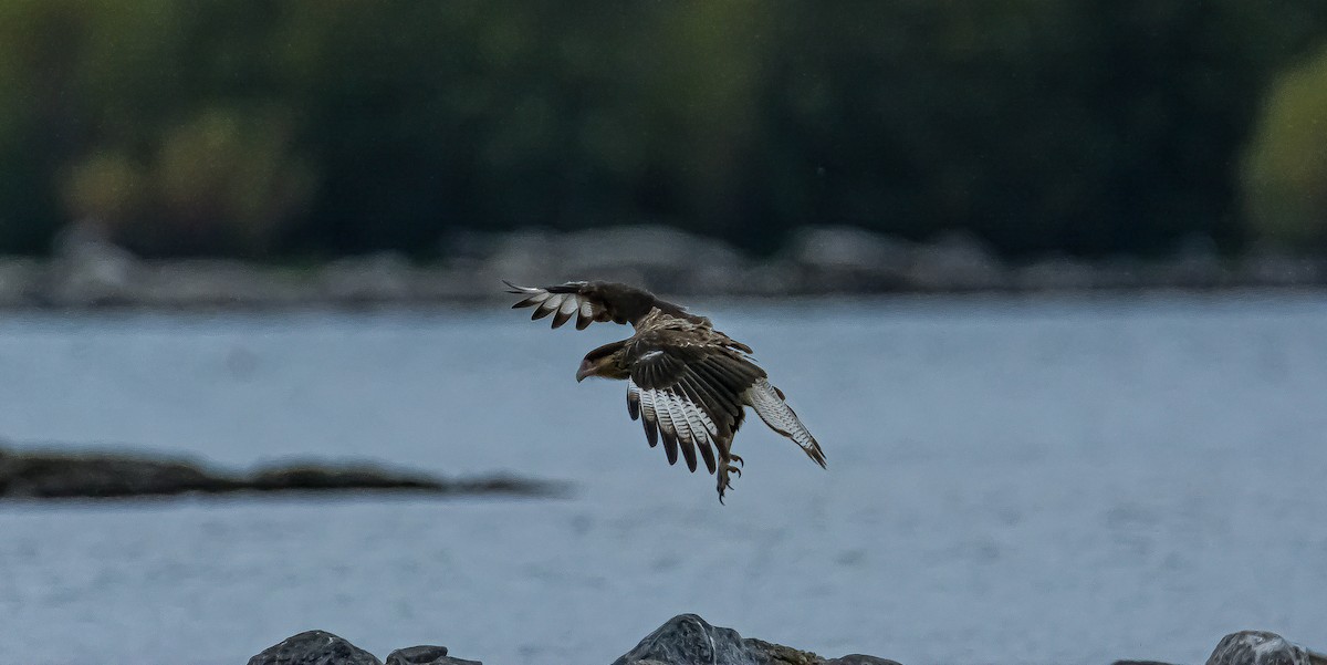 Caracara Carancho (sureño) - ML322030661