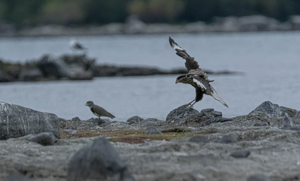 Crested Caracara (Southern) - ML322030671