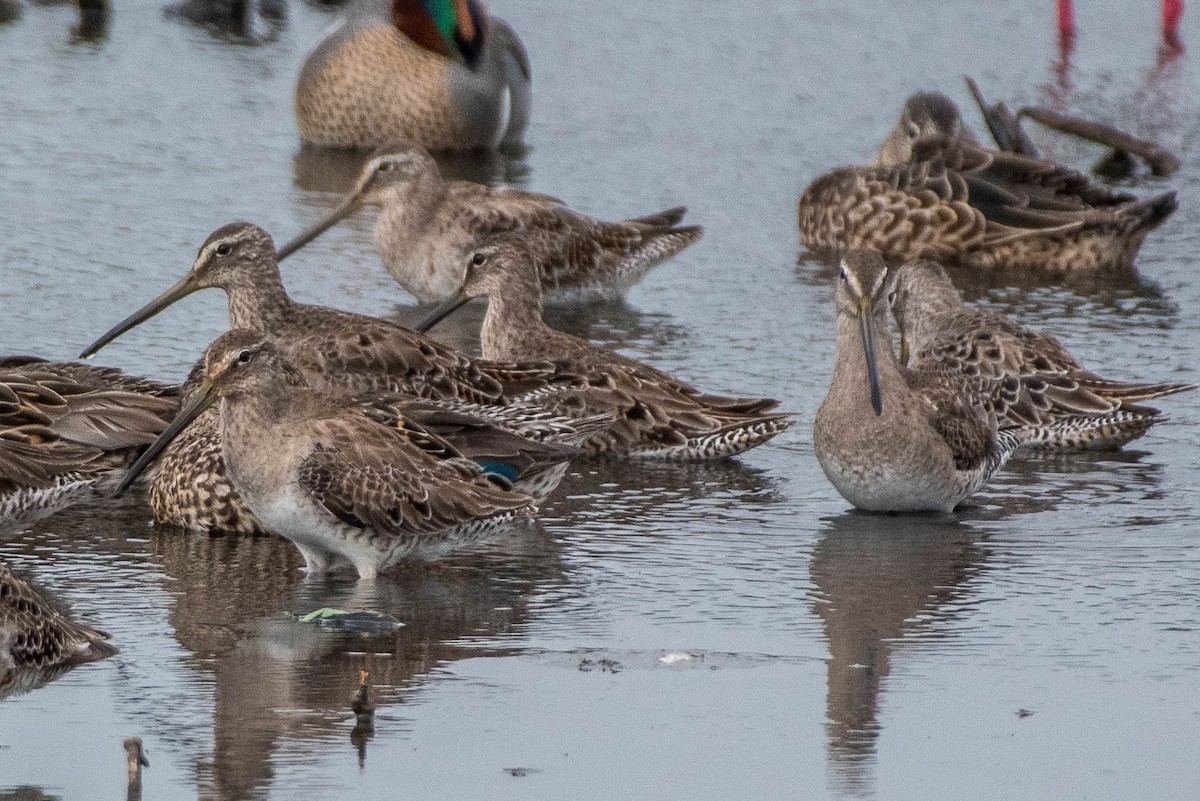 Long-billed Dowitcher - ML322031401