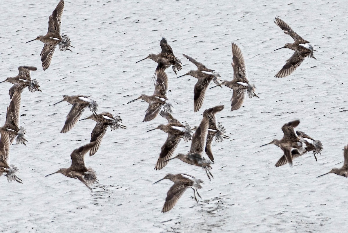Long-billed Dowitcher - ML322031411