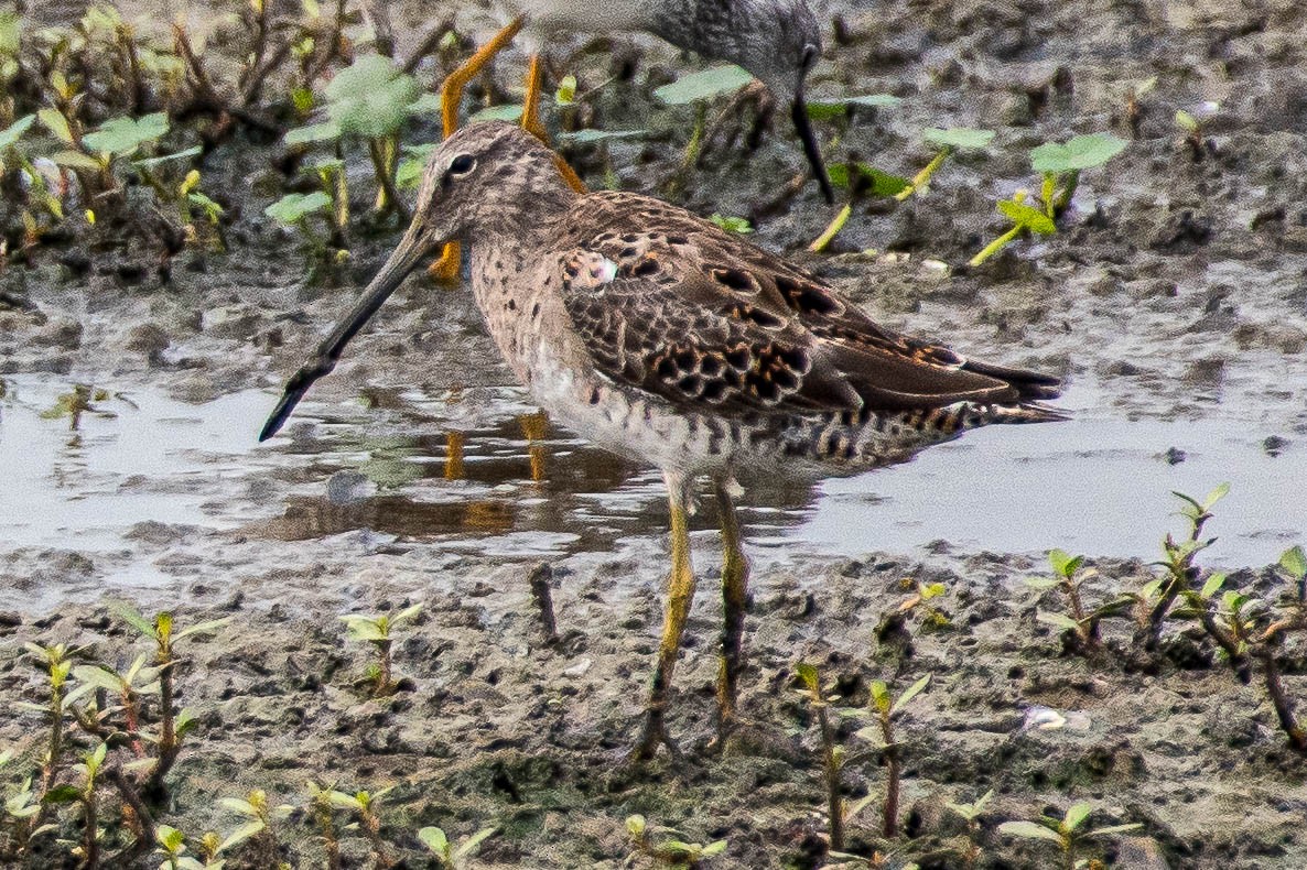 Long-billed Dowitcher - ML322031441