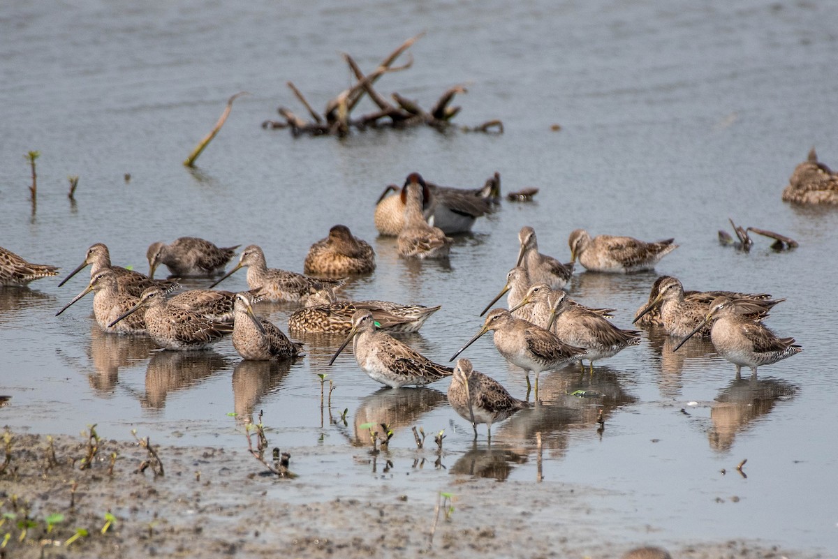 Long-billed Dowitcher - ML322031451
