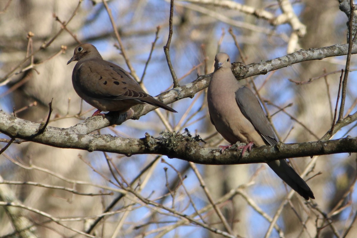 Mourning Dove - ML322031761