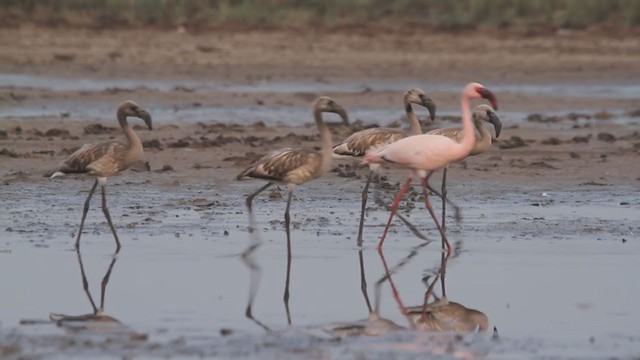 Lesser Flamingo - ML322032321