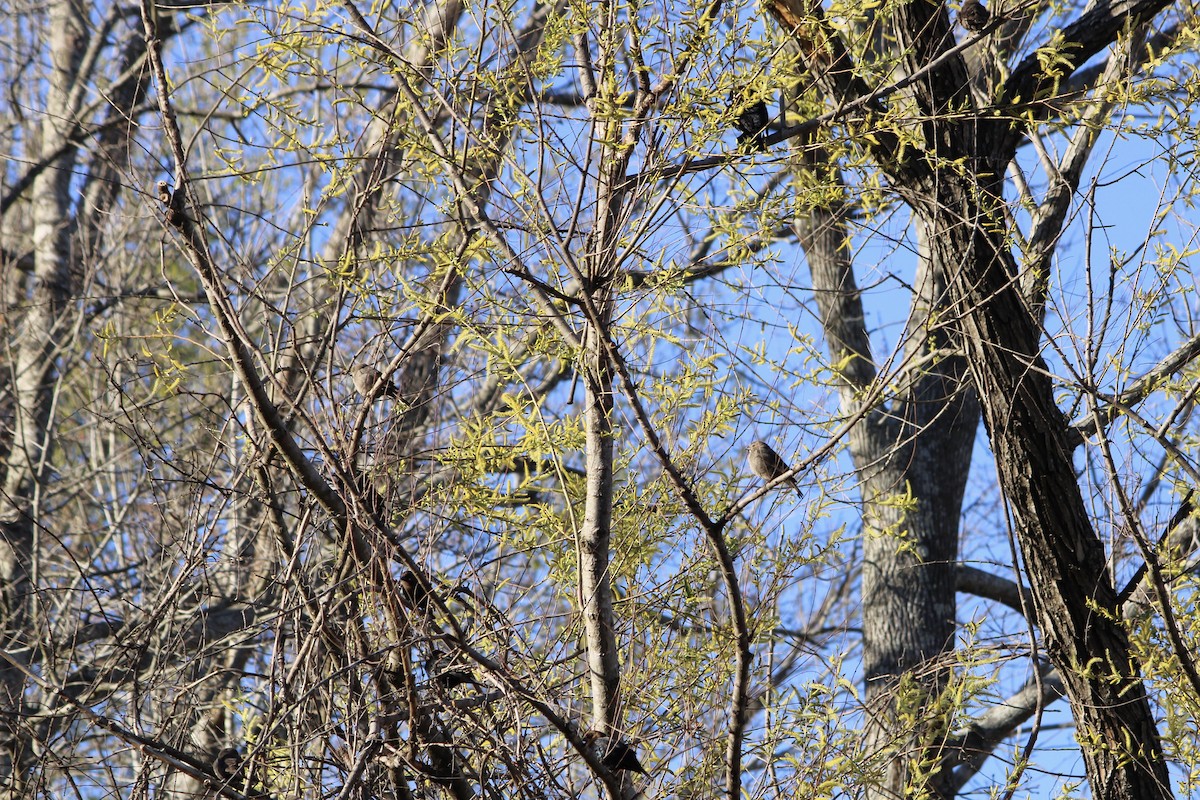 Brown-headed Cowbird - Susan Wood