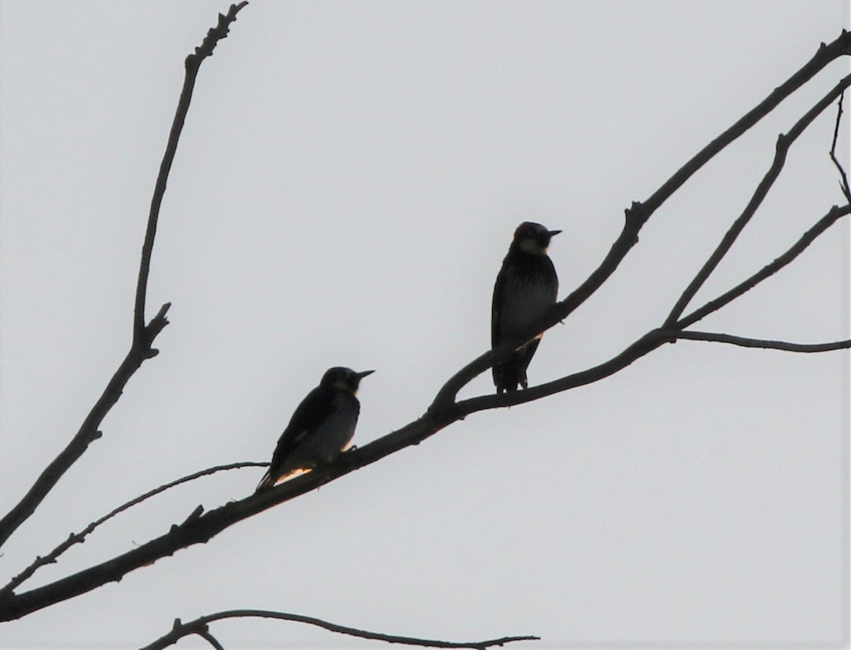 Acorn Woodpecker - ML322034981