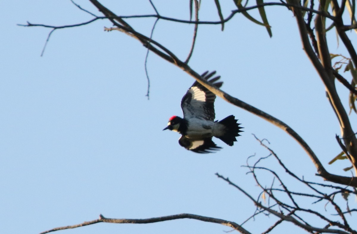 Acorn Woodpecker - ML322034991
