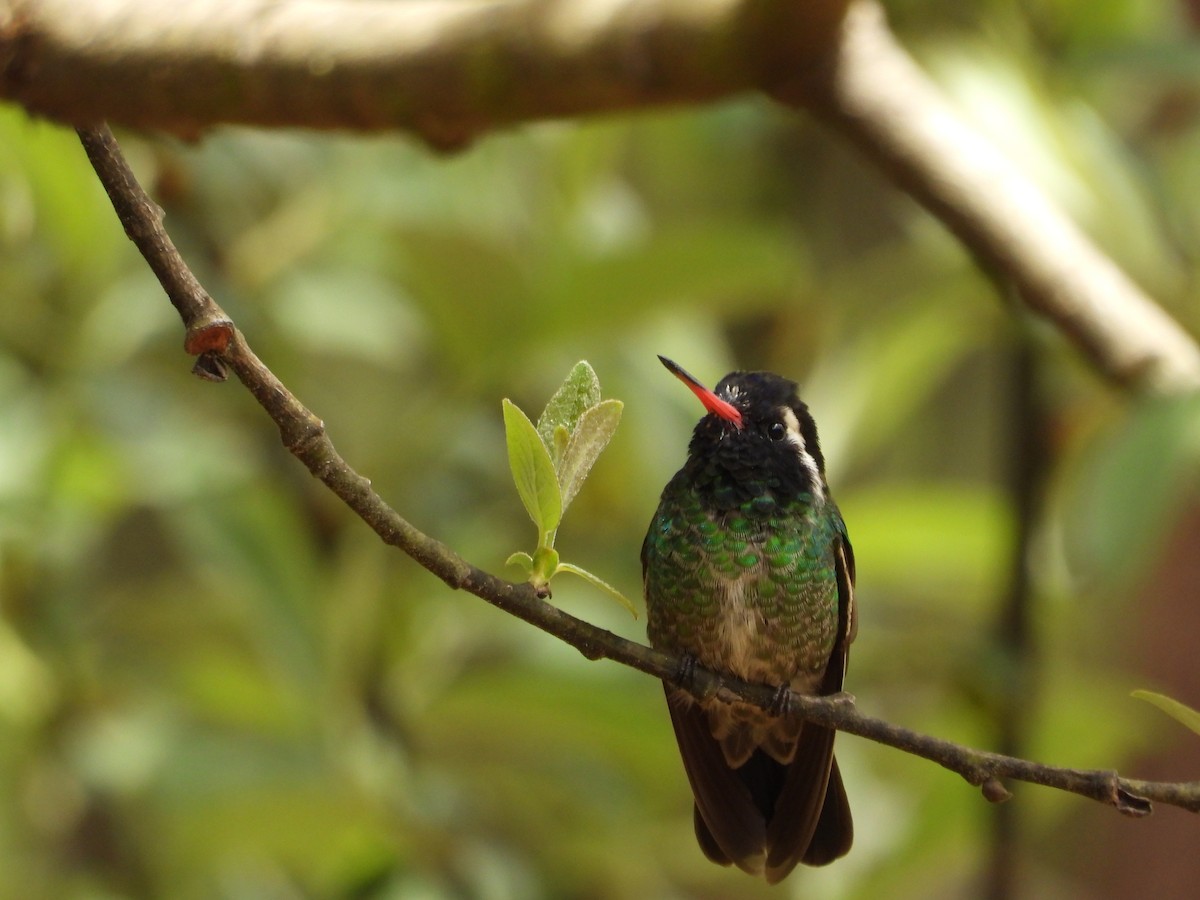 White-eared Hummingbird - ML322035021