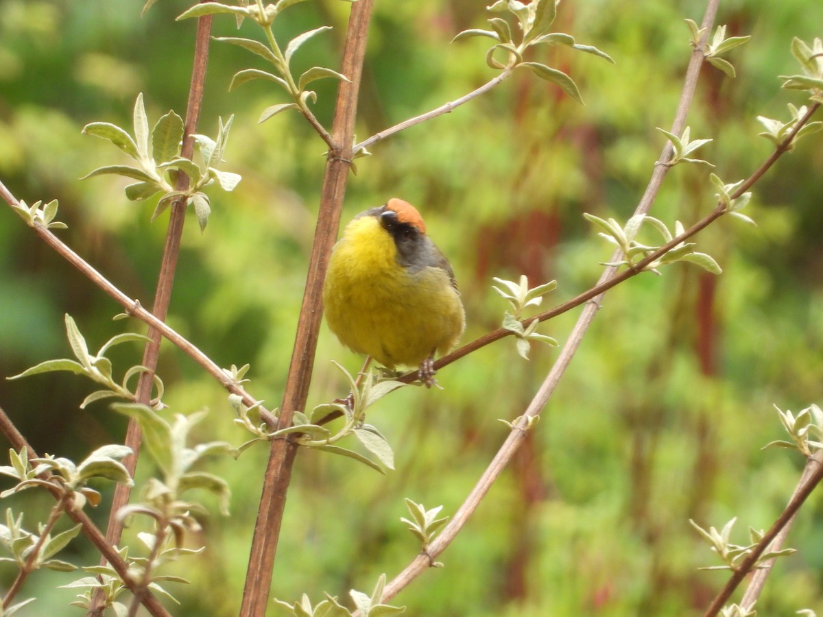 Rufous-capped Brushfinch - ML322035611