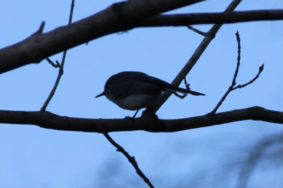 Blue-gray Gnatcatcher - ML322035991