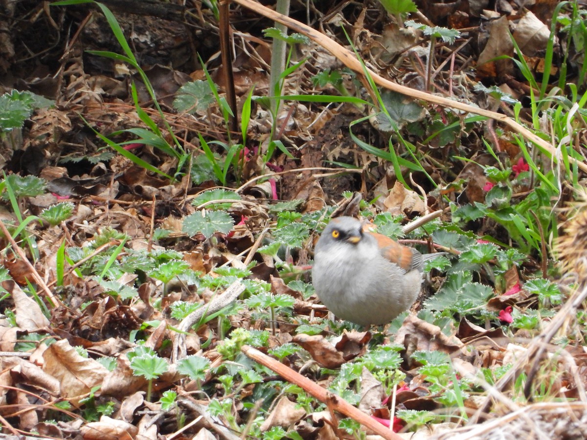 Junco aux yeux jaunes - ML322036131