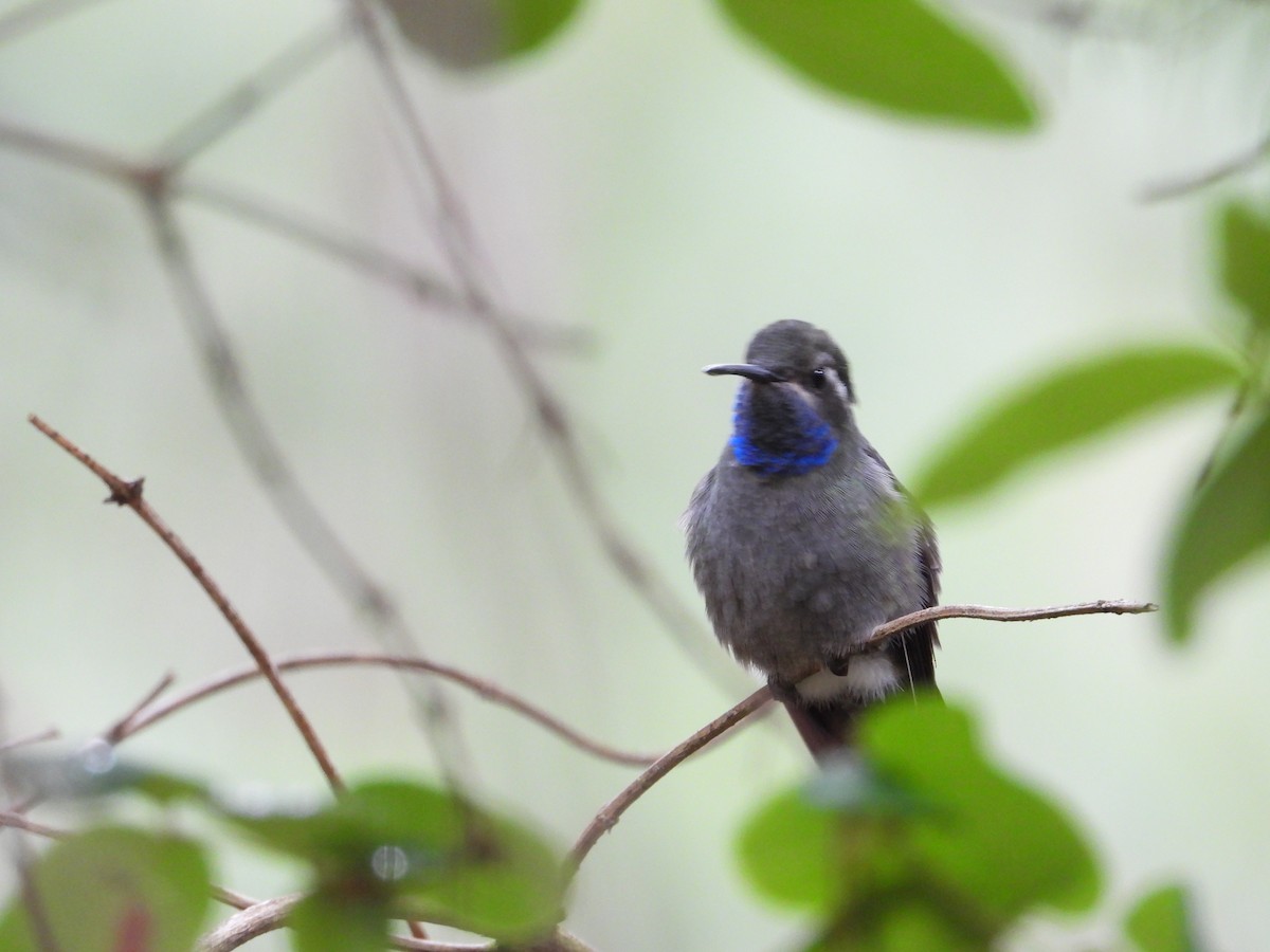 Blue-throated Mountain-gem - Adrianh Martinez-Orozco