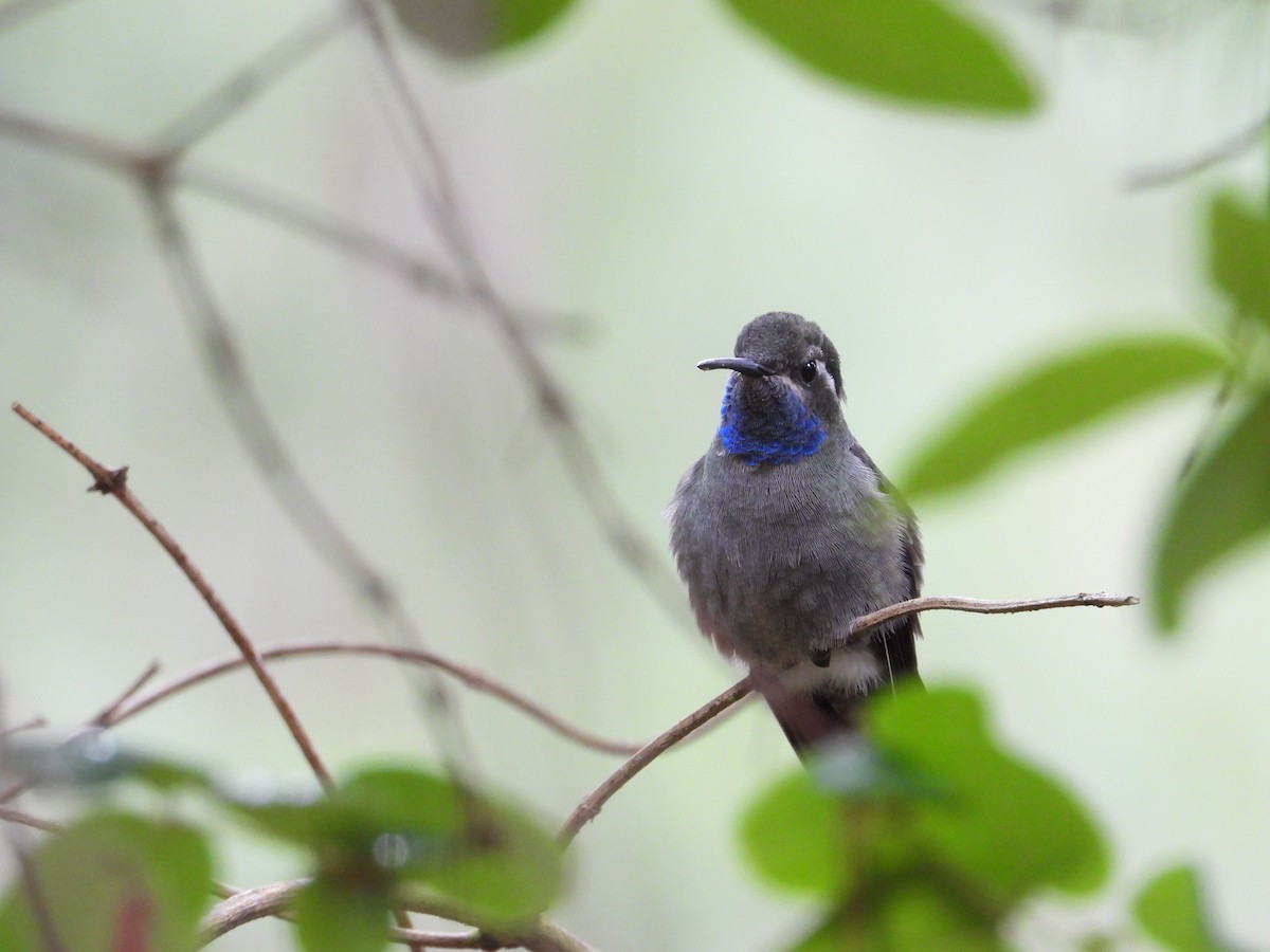 Blue-throated Mountain-gem - ML322037091