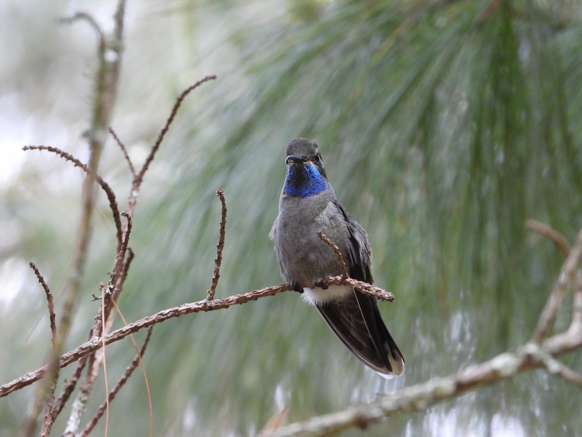 Blue-throated Mountain-gem - Adrianh Martinez-Orozco