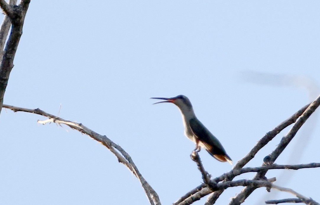 hummingbird sp. - Jay McGowan