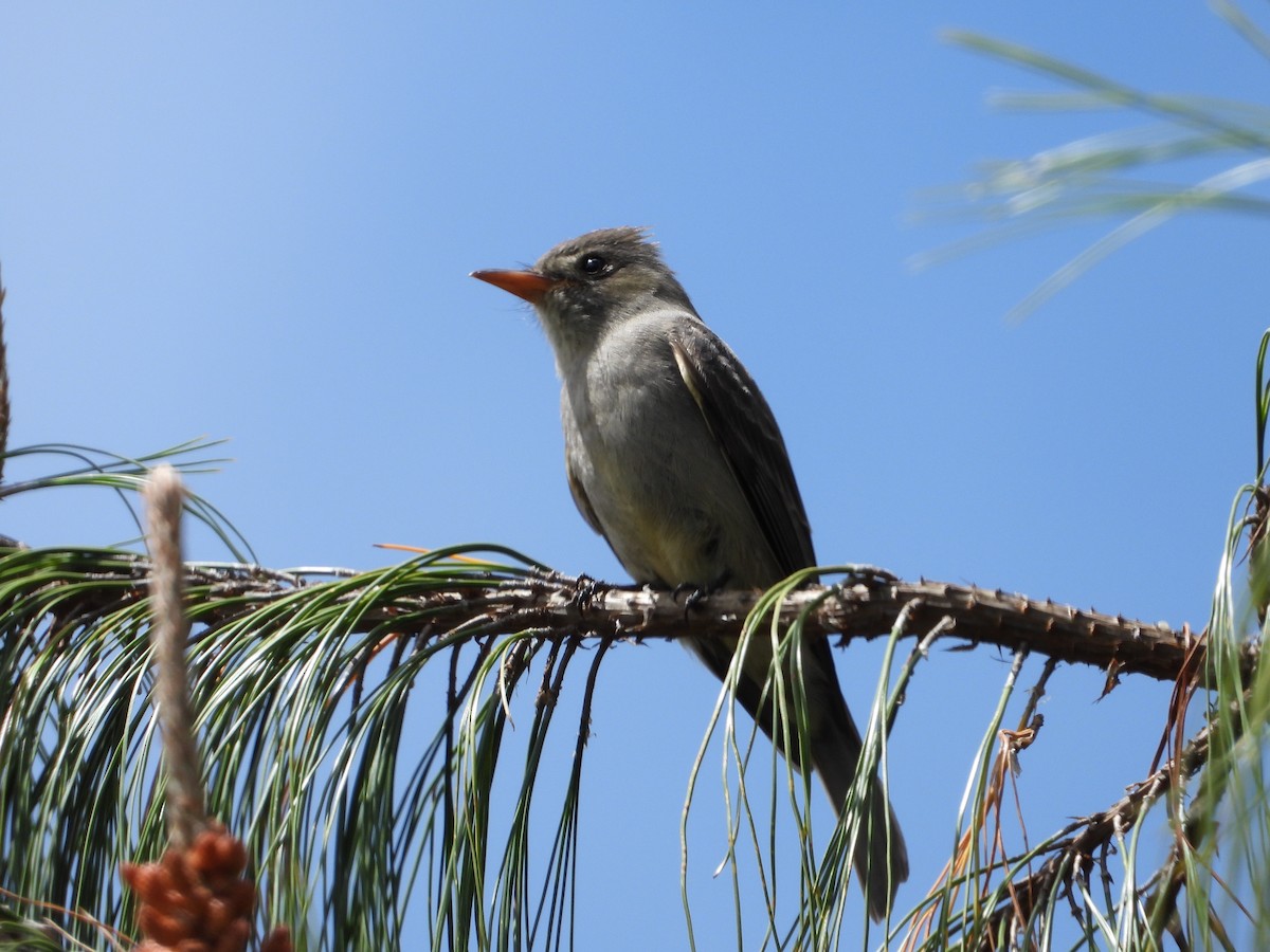 Moucherolle de Coues - ML322037431