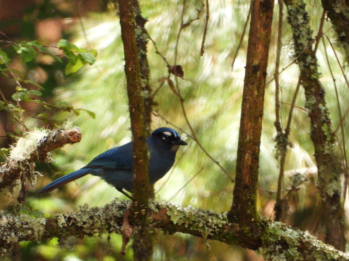 Steller's Jay - ML322037511