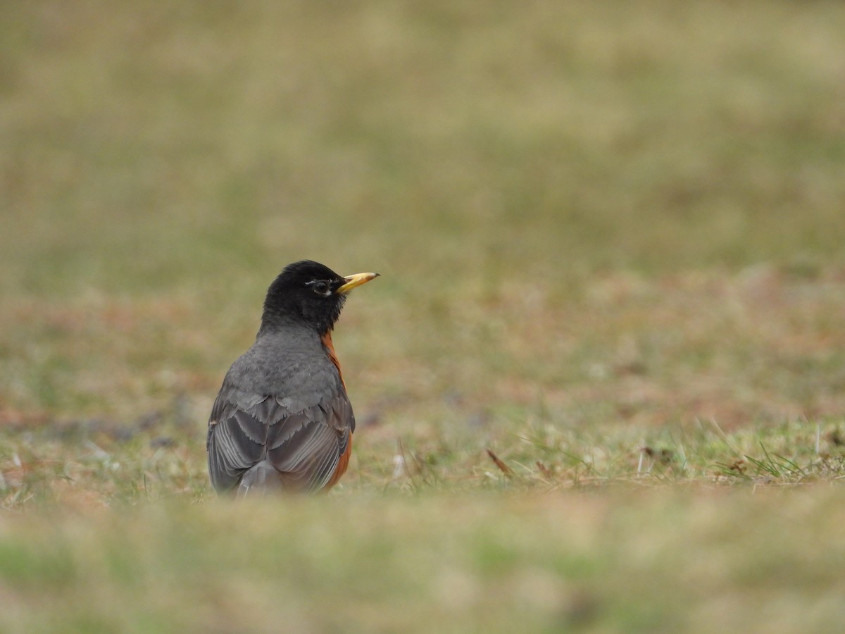 American Robin - ML322038191