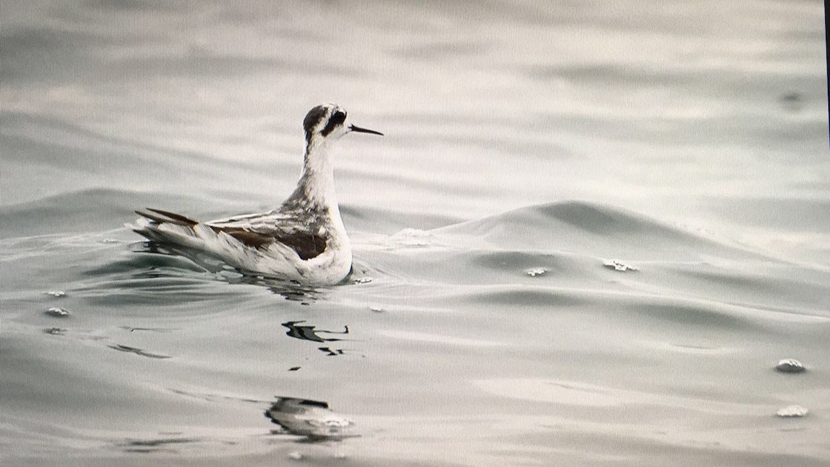 Red-necked Phalarope - ML32203891