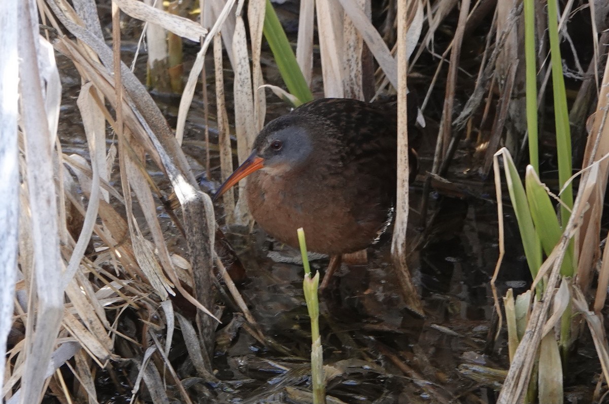 Virginia Rail - ML322040691