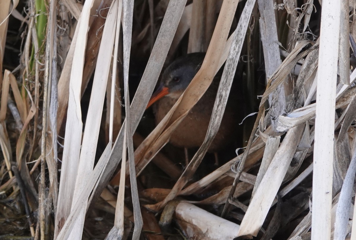 Virginia Rail - ML322040791