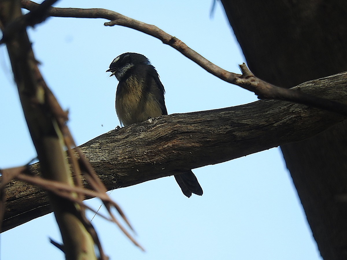 Gray Fantail - George Vaughan