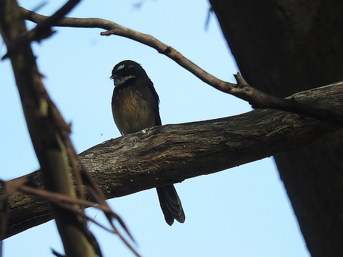 Gray Fantail - George Vaughan