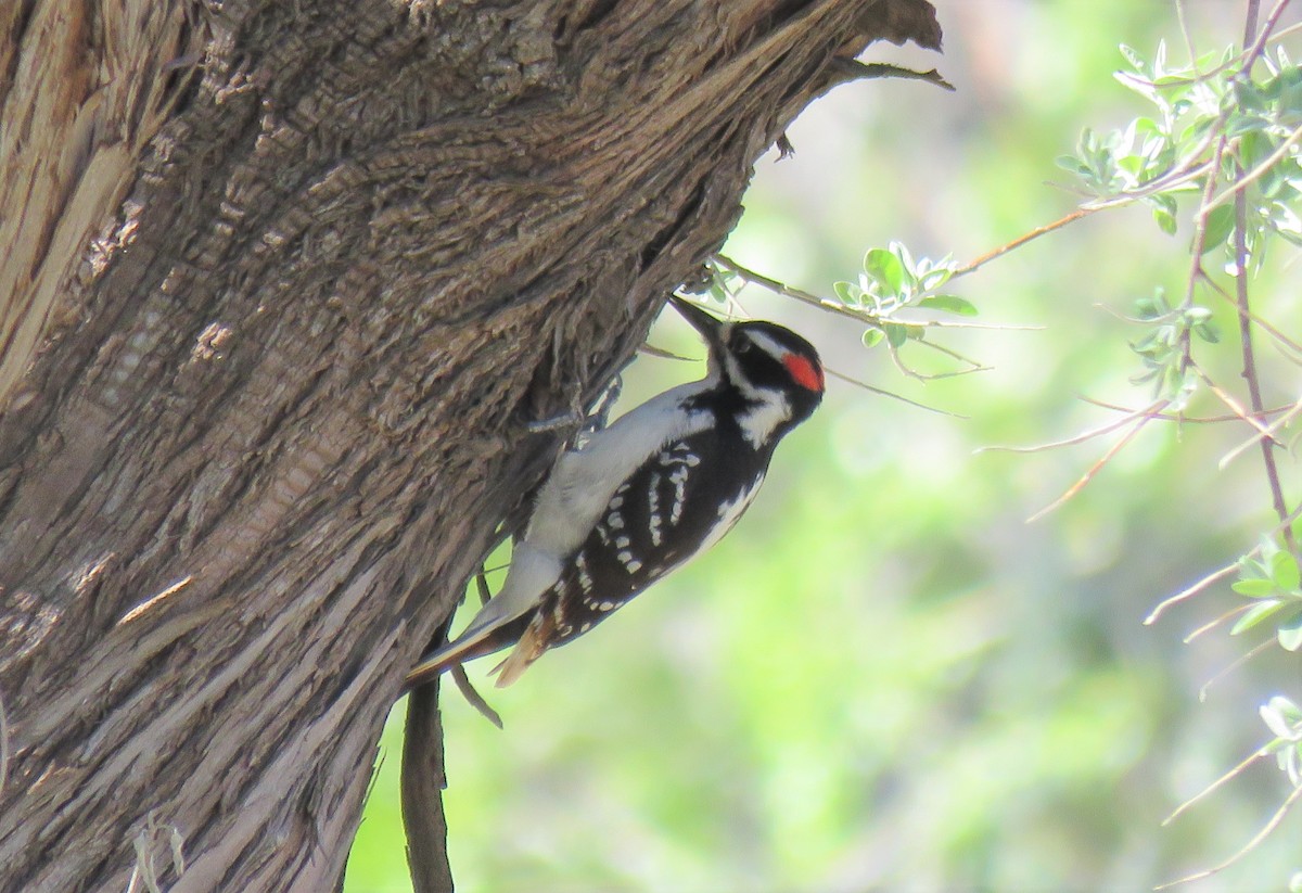 Hairy Woodpecker (Eastern) - Oliver  Komar