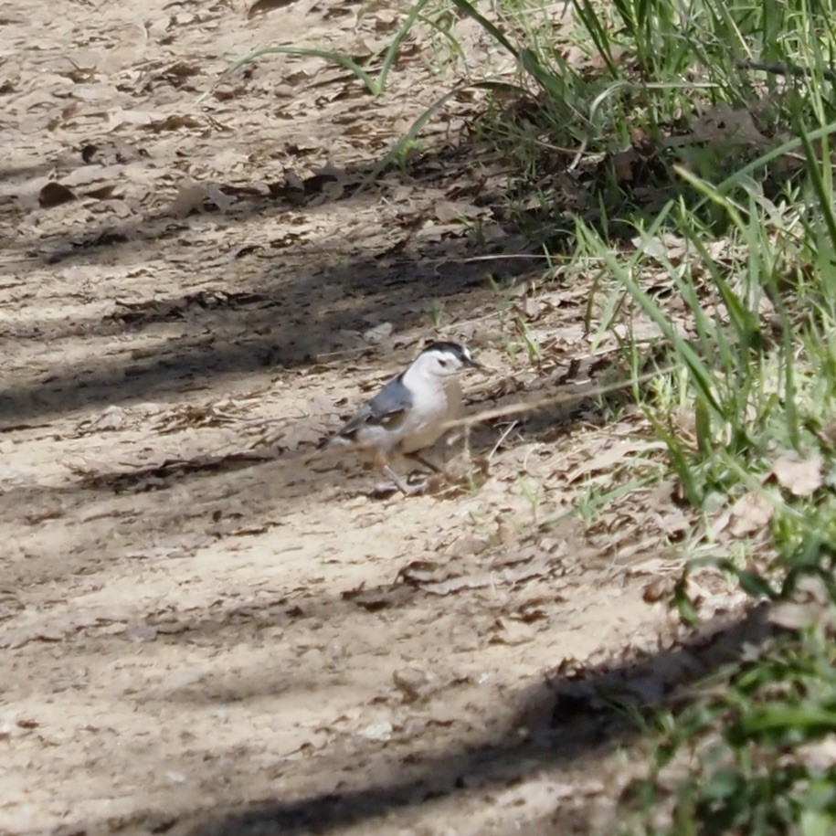 White-breasted Nuthatch - ML322041751