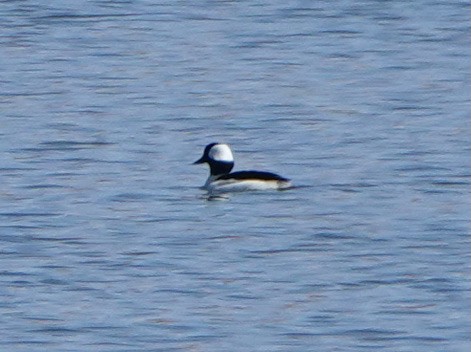 Bufflehead - Lee Burke