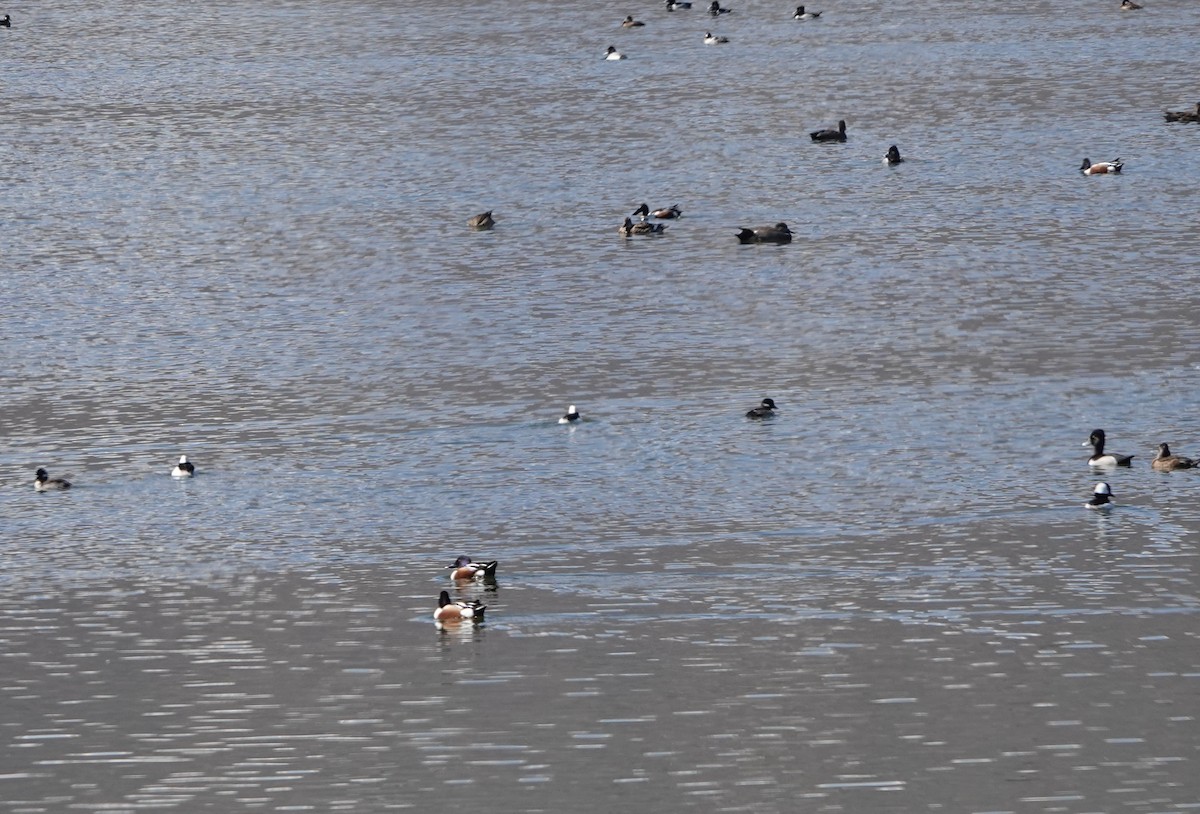 Bufflehead - Lee Burke