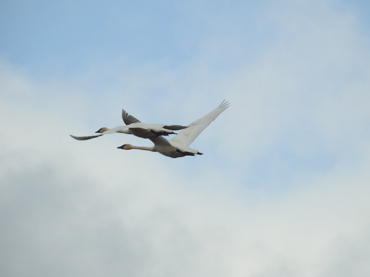 Trumpeter Swan - Alan Barnard