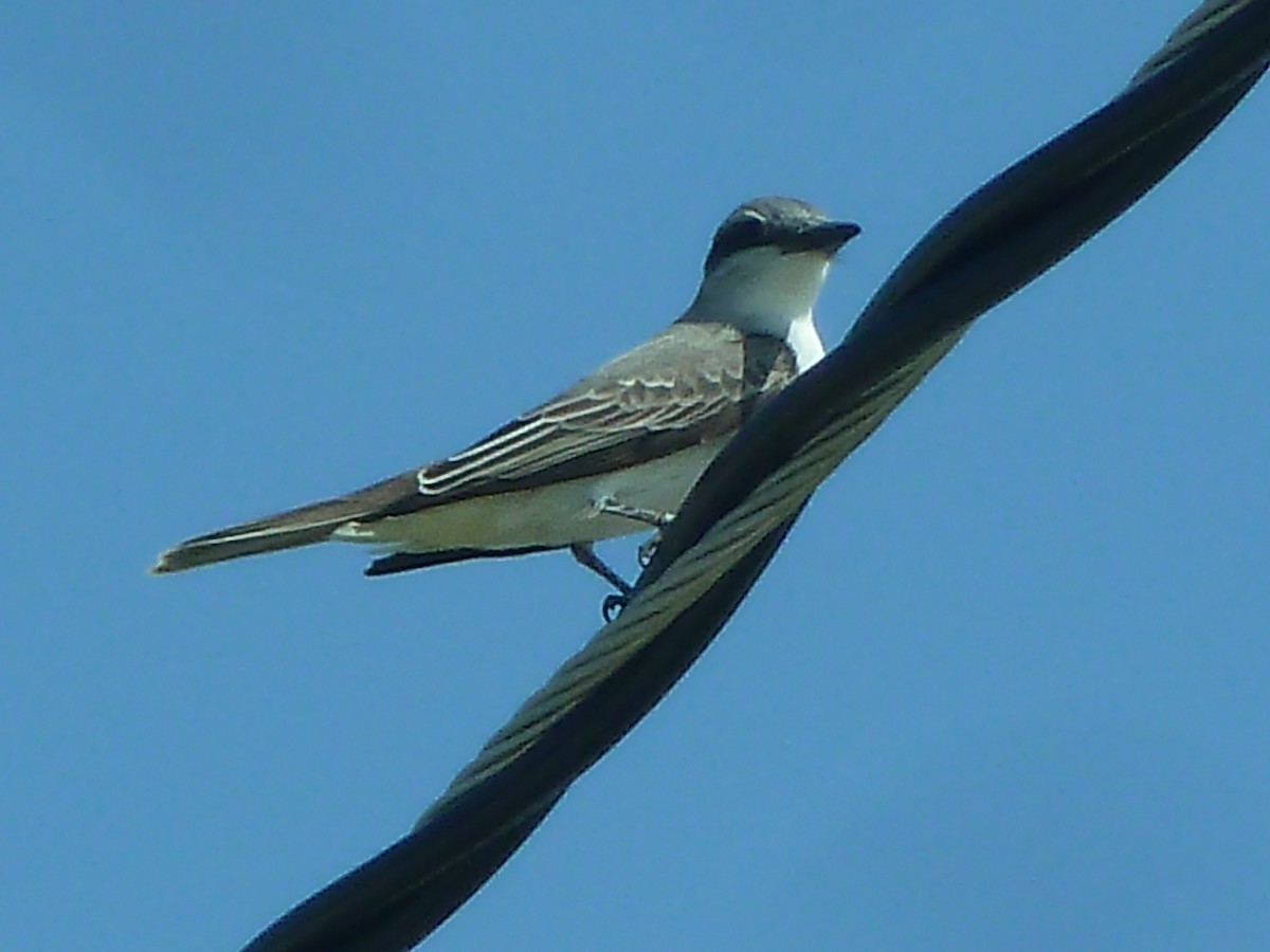 Gray Kingbird - ML322048681