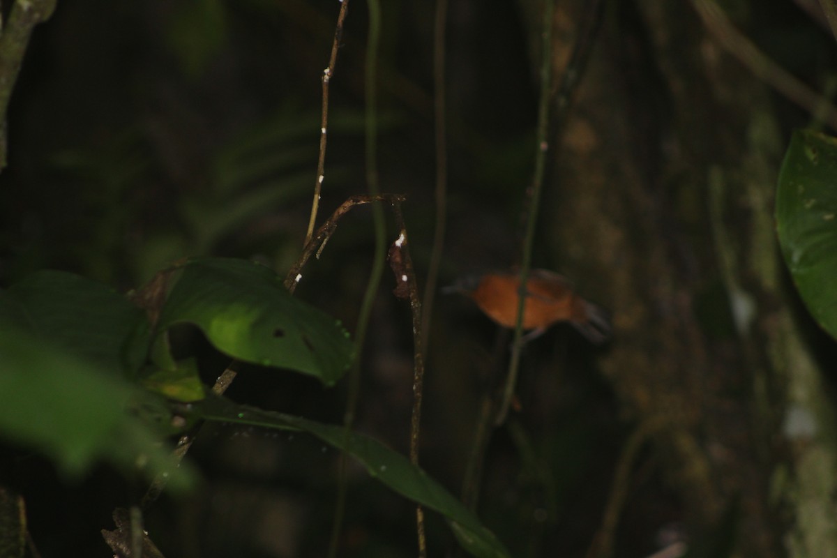 Spot-winged Antbird - ML322049001