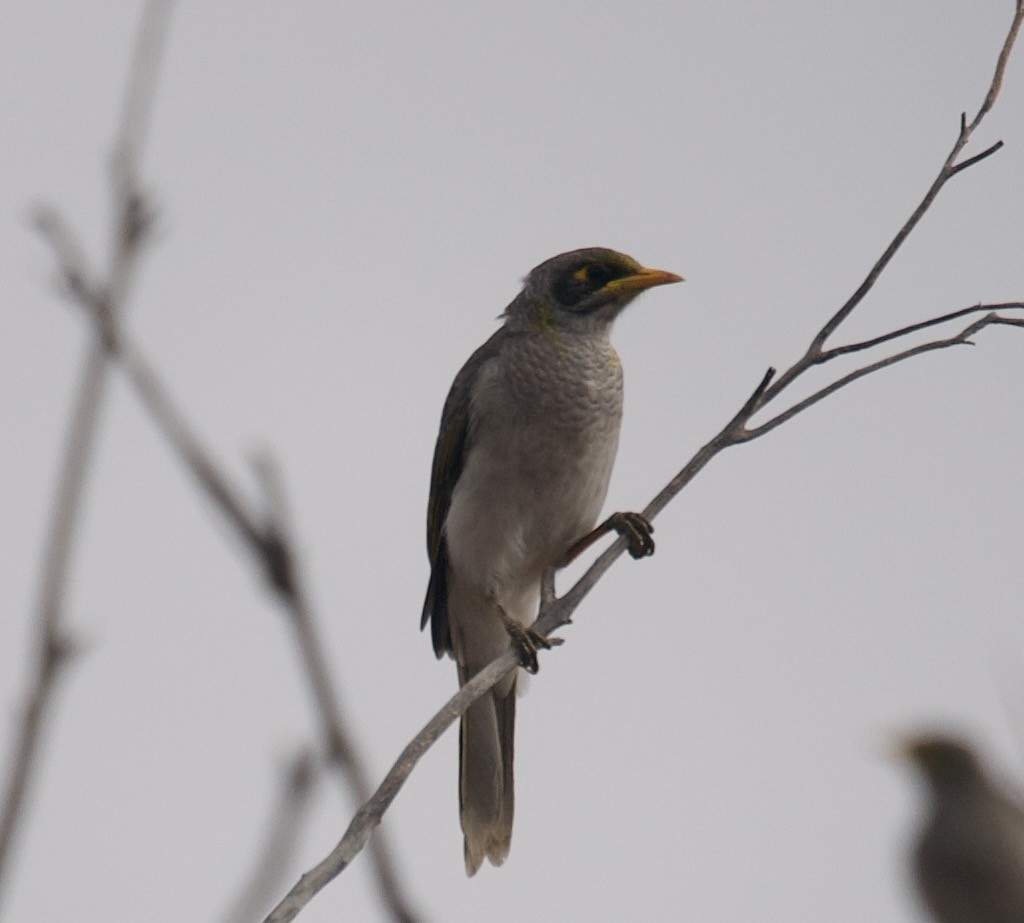 Black-eared Miner - ML322052311