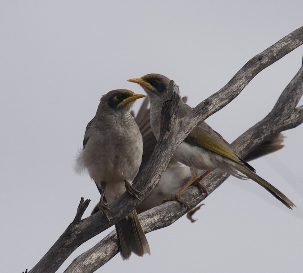 Black-eared Miner - ML322052331