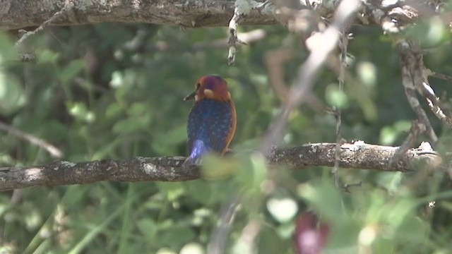 African Pygmy Kingfisher - ML322052841