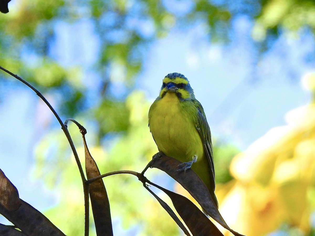 Yellow-fronted Canary - ML322055211