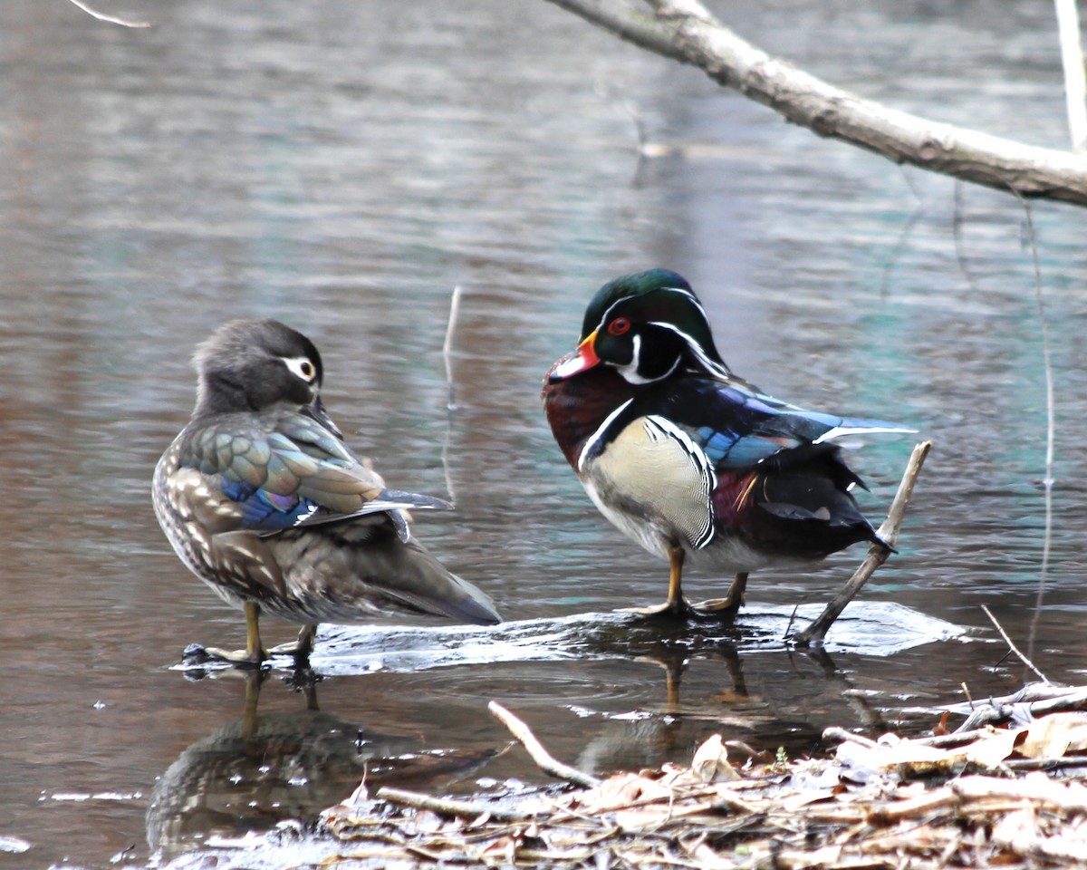 Wood Duck - ML322055491